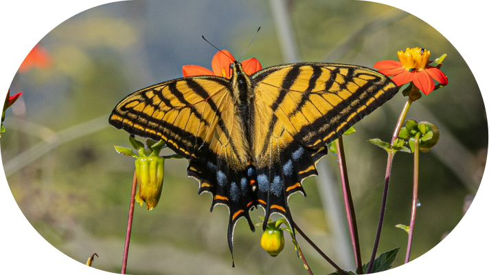 Tiger swallowtail butterfly on native flowers