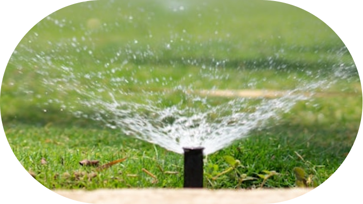 Sprinkler irrigating a lawn